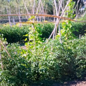 pomodori primaverili