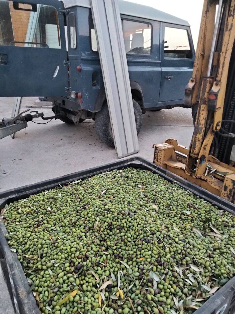 bravetti oleum oliva srls