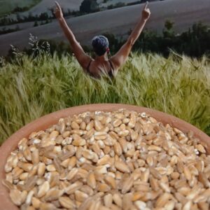Farro perlato