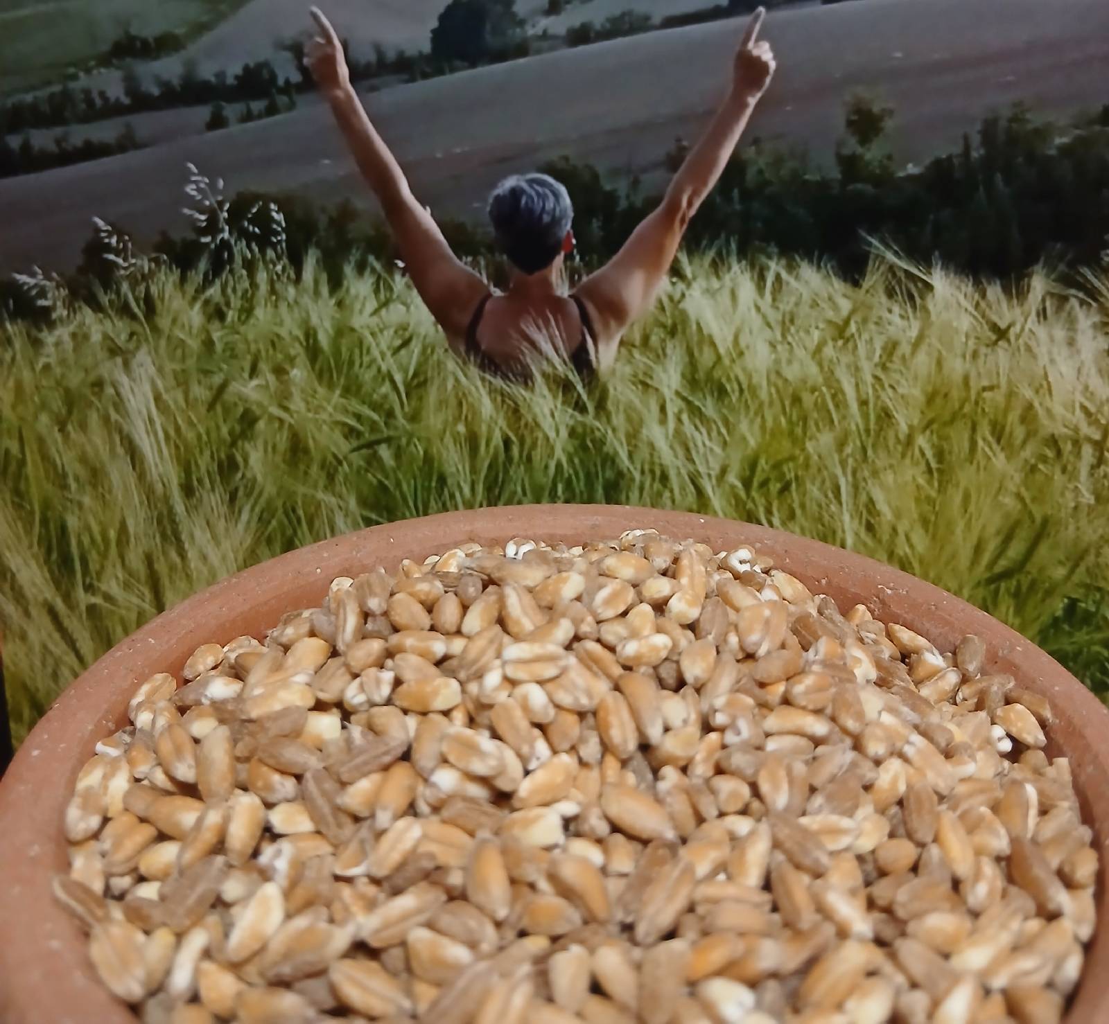 Farro perlato